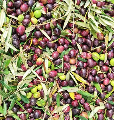 Olive Farmland Investment
