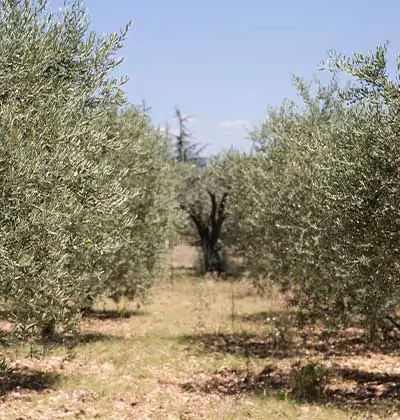 Why Should You Invest in Agricultural Lands in Turkey?